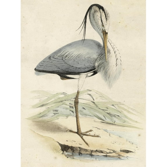 Art.com Antique Heron IV Art Print, 12" x 16"