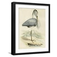 thumbnail image 1 of Art.com Antique Heron IV Art Print, Black Frame Wall Art, 17" x 21", 1 of 5