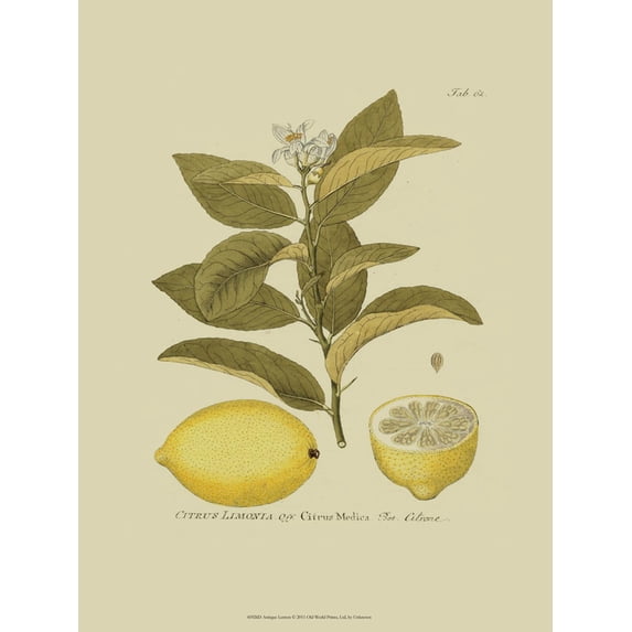 Art.com Antique Lemon Art Print, 12" x 16"