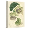thumbnail image 1 of Art.com Antique Passionflower II Stretched Canvas Print Wall Art by M. Hart, 12" x 16", 1 of 4