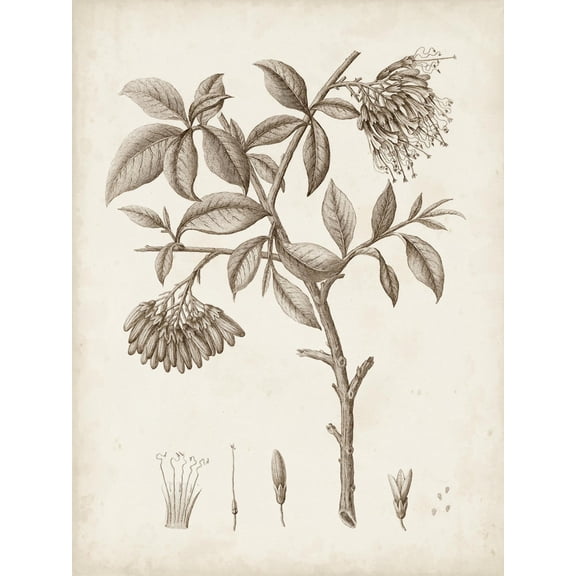 Art.com Antique Sepia Botanicals I Art Print by 0 Unknown, 18" x 24"