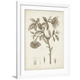 thumbnail image 1 of Art.com Antique Sepia Botanicals I Art Print by 0 Unknown, White Frame Wall Art, 32" x 40", 1 of 5