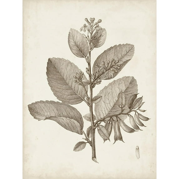 Art.com Antique Sepia Botanicals V Art Print by 0 Unknown, 12" x 16"