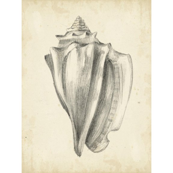 Art.com Antique Shell Study IV Art Print by Ethan Harper, 12" x 16"