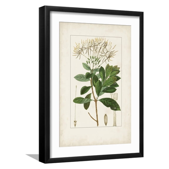 Art.com Antique Turpin Botanical II Art Print by 0 Turpin, Black Frame Wall Art, 17" x 23"