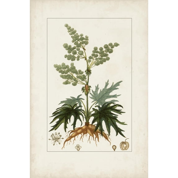 Art.com Antique Turpin Botanical III Art Print by 0 Turpin, 12" x 18"