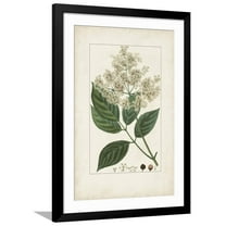 Art.com Antique Turpin Botanical V Art Print by 0 Turpin, Black Frame Wall Art, 32" x 44"