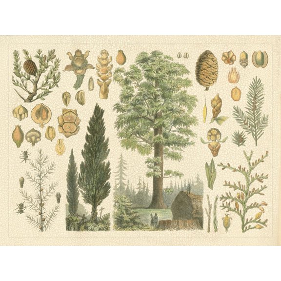 Art.com Arbor Collection Art Print by Vision Studio, 16" x 12"