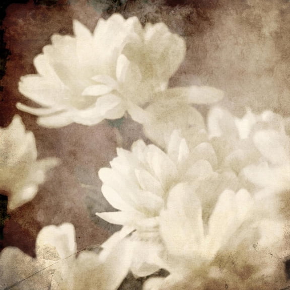 Art.com Art Floral Vintage Sepia Background with White Asters Art Print by Irina QQQ, 16" x 16"