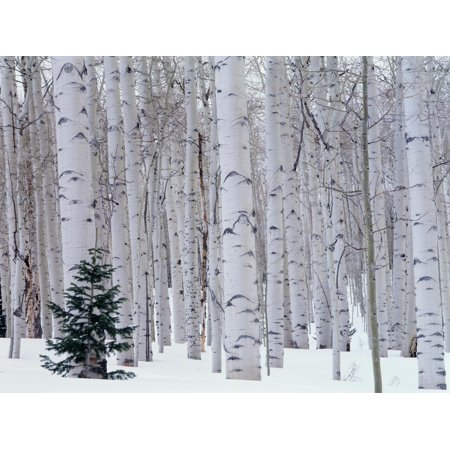 Art.com Aspen and Douglas Fir, Manti-Lasal National Forest, La Sal Mountains, Utah, USA Photographic Print by Scott T^ Smith, 16" x 12"