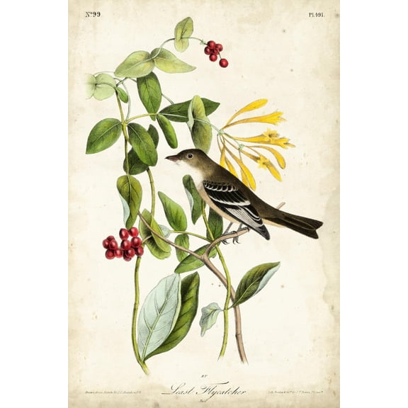 Art.com Audubon Bird & Botanical II Art Print by John James Audubon, 24" x 36"