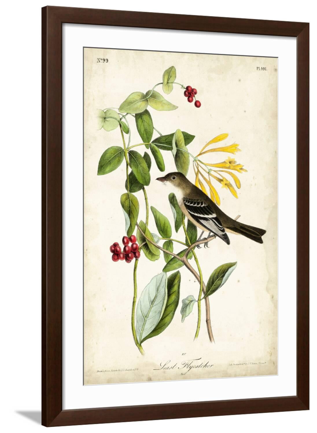 Art.com Audubon Bird & Botanical II Art Print by John James Audubon ...