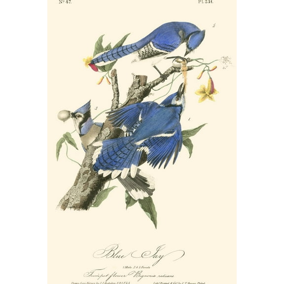 Art.com Audubon Blue Jays Art Print by John James Audubon, 12" x 18"