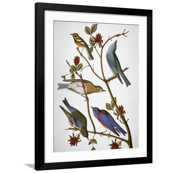 Art.com Audubon: Bluebirds Giclee Print by John James Audubon, Black Frame Wall Art, 32" x 40"