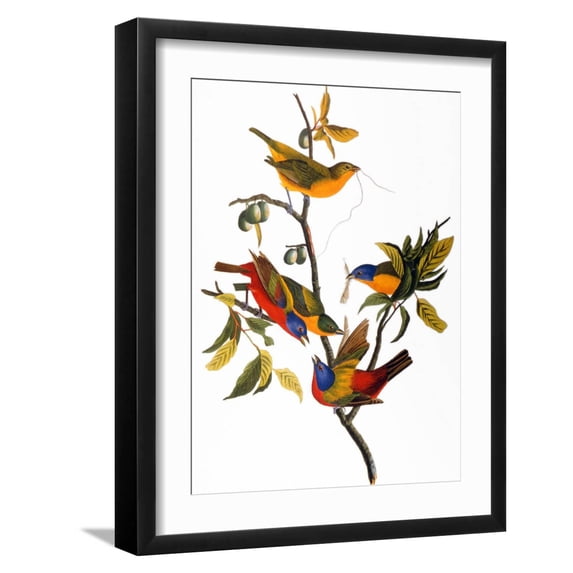 Art.com Audubon: Bunting, 1827 Giclee Print by John James Audubon, Black Frame Wall Art, 17" x 21"