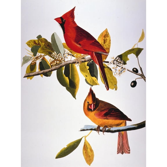 Art.com Audubon: Cardinal Giclee Print by John James Audubon, 12" x 16"