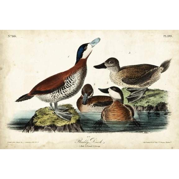 Art.com Audubon Ducks II Art Print by John James Audubon, 18" x 12"