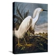thumbnail image 1 of Art.com Audubon: Egret Stretched Canvas Print Wall Art by John James Audubon, 12" x 16", 1 of 4