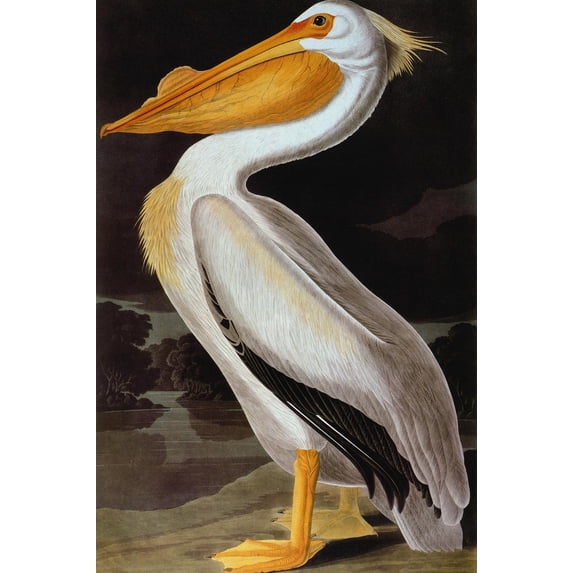 Art.com Audubon: Pelican Giclee Print by John James Audubon, 16" x 24"