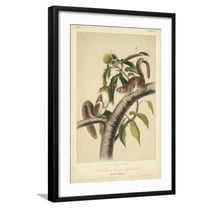Art.com Audubon Squirrel I Art Print by John James Audubon, Black Frame Wall Art, 21" x 29"