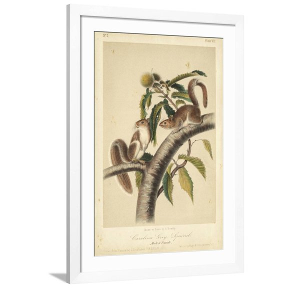 Art.com Audubon Squirrel I Art Print by John James Audubon, White Frame Wall Art, 32" x 44"