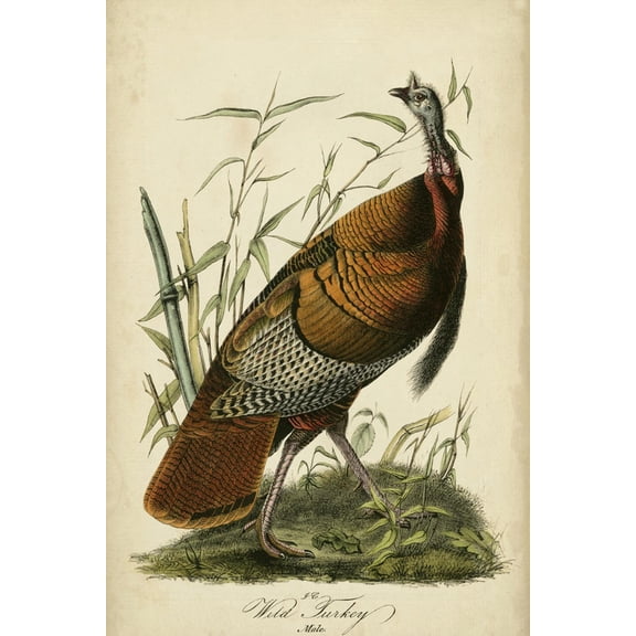 Art.com Audubon Wild Turkey Art Print by John James Audubon, 16" x 24"