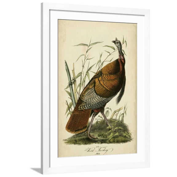 Art.com Audubon Wild Turkey Art Print by John James Audubon, White Frame Wall Art, 32" x 44"