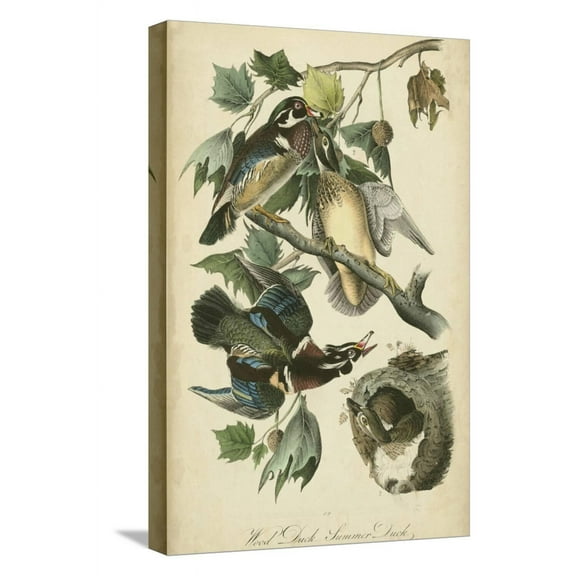 Art.com Audubon Wood Duck Stretched Canvas Print Wall Art by John James Audubon, 12" x 18"