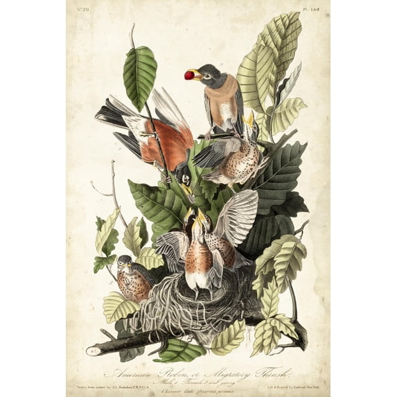 Art.com Audubon's American Robin Art Print by John James Audubon, 16" x 24"