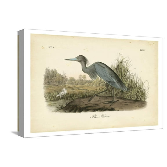 Art.com Audubon's Blue Heron Stretched Canvas Print Wall Art by John James Audubon, 18" x 12"