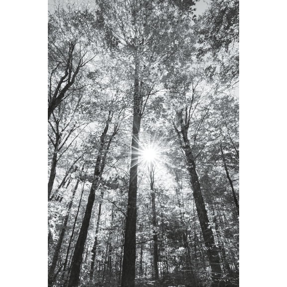 Art.com Autumn Forest I Photo by Alan Majchrowicz, 24" x 36"