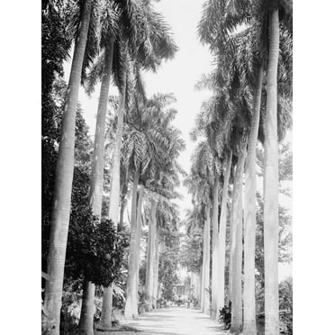 Art.com Avenue of Palms, Havana Photo, 24" x 32"