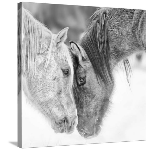 Art.com B&W Horses VII Stretched Canvas Print Wall Art by PHBurchett, 30" x 30"