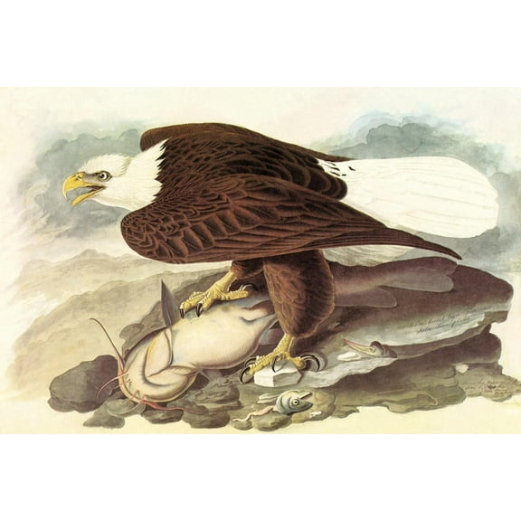 Art.com Bald Eagle 2 Art Print by John James Audubon, 18" x 12"