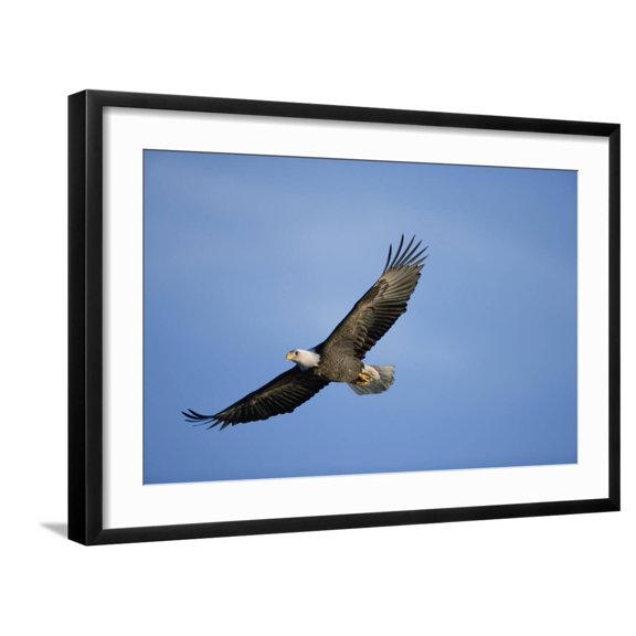 Art.com Bald Eagle in Flight Photographic Print, Black Frame Wall Art, 29" x 21"