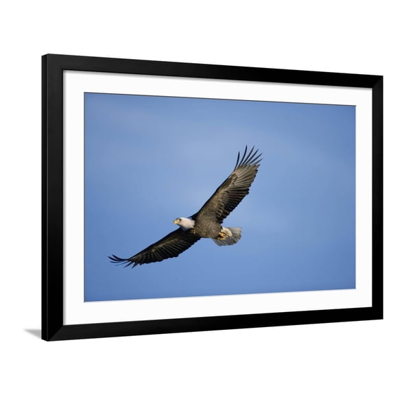 Art.com Bald Eagle in Flight Photographic Print, Black Frame Wall Art, 44" x 32"