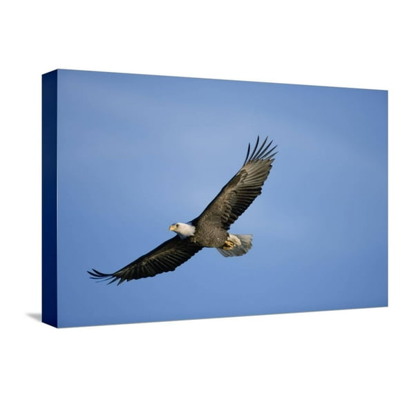 Art.com Bald Eagle in Flight Stretched Canvas Print Wall Art, 18" x 12"