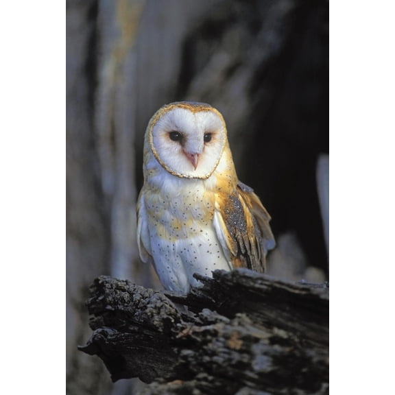 Art.com Barn Owl Art Print by Lantern Press, 12" x 18"