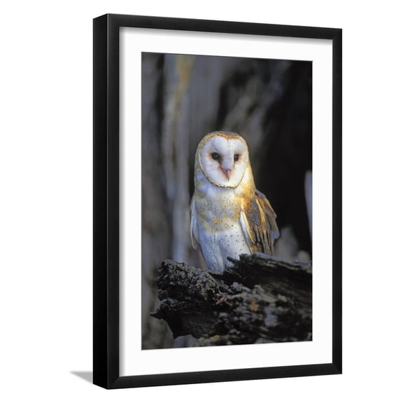Art.com Barn Owl Art Print by Lantern Press, Black Frame Wall Art, 17" x 23"