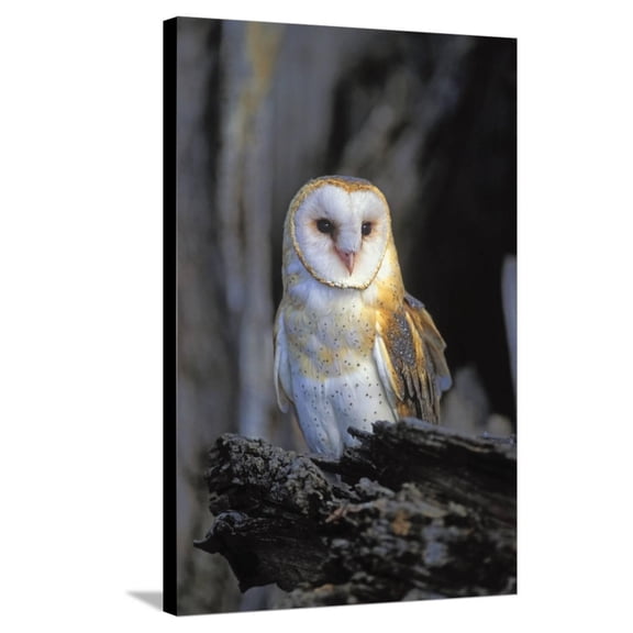 Art.com Barn Owl Stretched Canvas Print Wall Art by Lantern Press, 24" x 36"