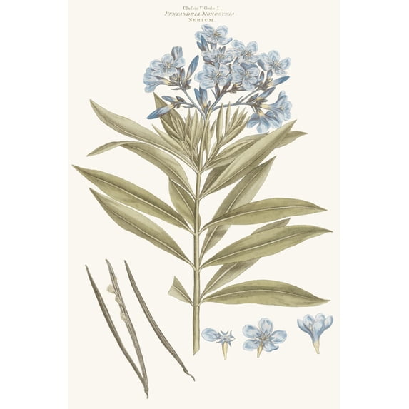 Art.com Bashful Blue Florals III Art Print by John Miller, 24" x 36"