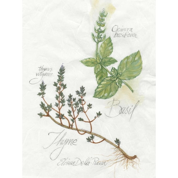 Art.com Basil and Thyme Art Print by Elissa Della-piana, 12" x 16"