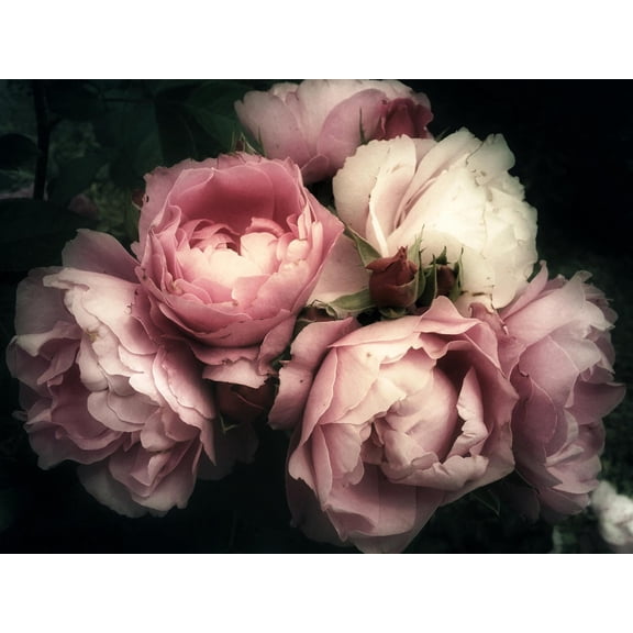 Art.com Beautiful Bouquet of Pink Rose Flowers on a Dark Background, Soft and Romantic Vintage Filter, Look Photographic Print, 24" x 18"