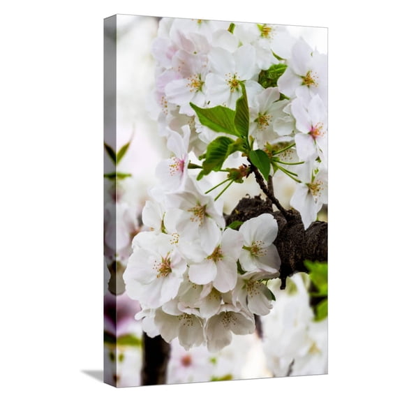 Art.com Beautiful Cherry Blossom in Full Bloom in Tokyo Imperial Palace East Gardens, Tokyo, Japan, Asia Stretched Canvas Print Wall Art by Martin Child, 12" x 18"