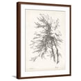 thumbnail image 1 of Art.com Beech Tree Study Art Print, Brown Frame Wall Art, 23" x 29", 1 of 5