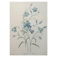 thumbnail image 1 of Art.com Bellflower Art Print by Pierre-Joseph Redoute, 18" x 24", 1 of 4