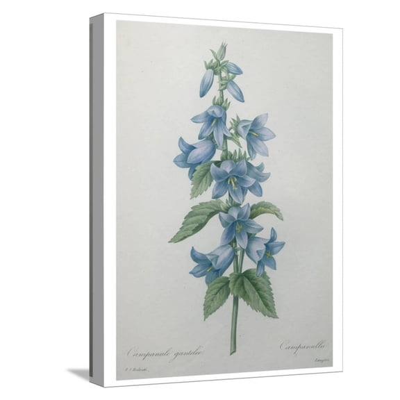 Art.com Bellflower Stretched Canvas Print Wall Art by Pierre-Joseph Redoute, 12" x 16"