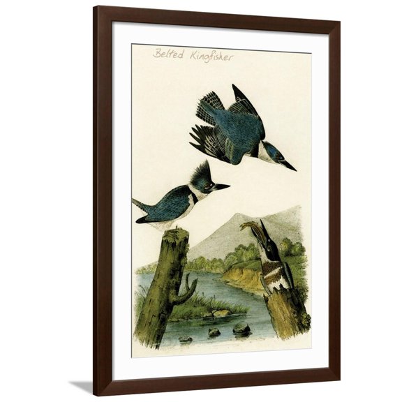 Art.com Belted Kingfisher Art Print by John James Audubon, Brown Frame Wall Art, 32" x 44"