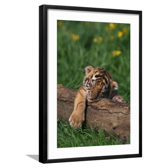 Art.com Bengal Tiger Cub Sleeping on Fallen Tree Photographic Print by DLILLC, Black Frame Wall Art, 21" x 29"