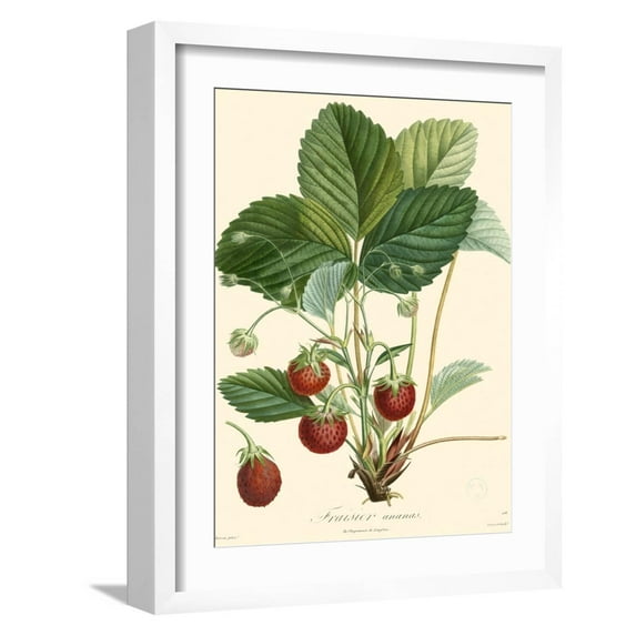 Art.com Bessa Strawberries Art Print by Bessa, White Frame Wall Art, 17" x 21"
